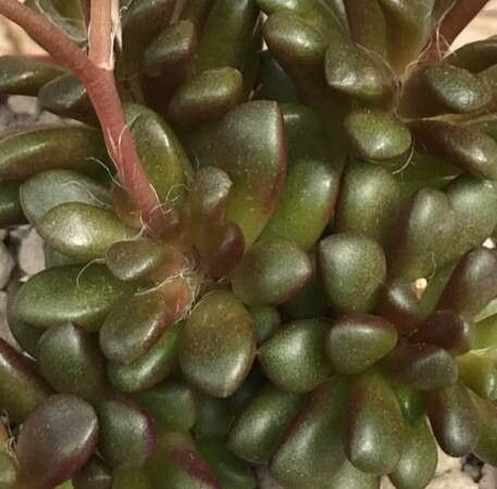 Anacampseros vanthielii — search result for 'Anacampseros'