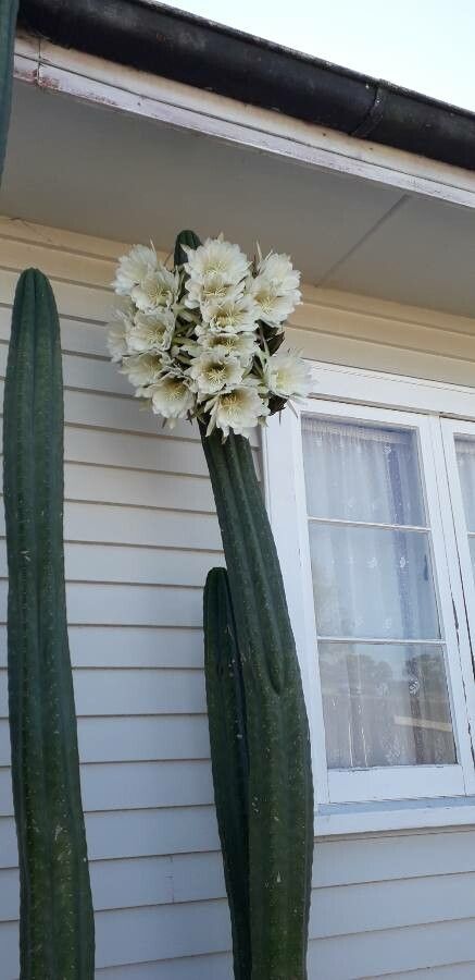 Echinopsis pachanoi flower