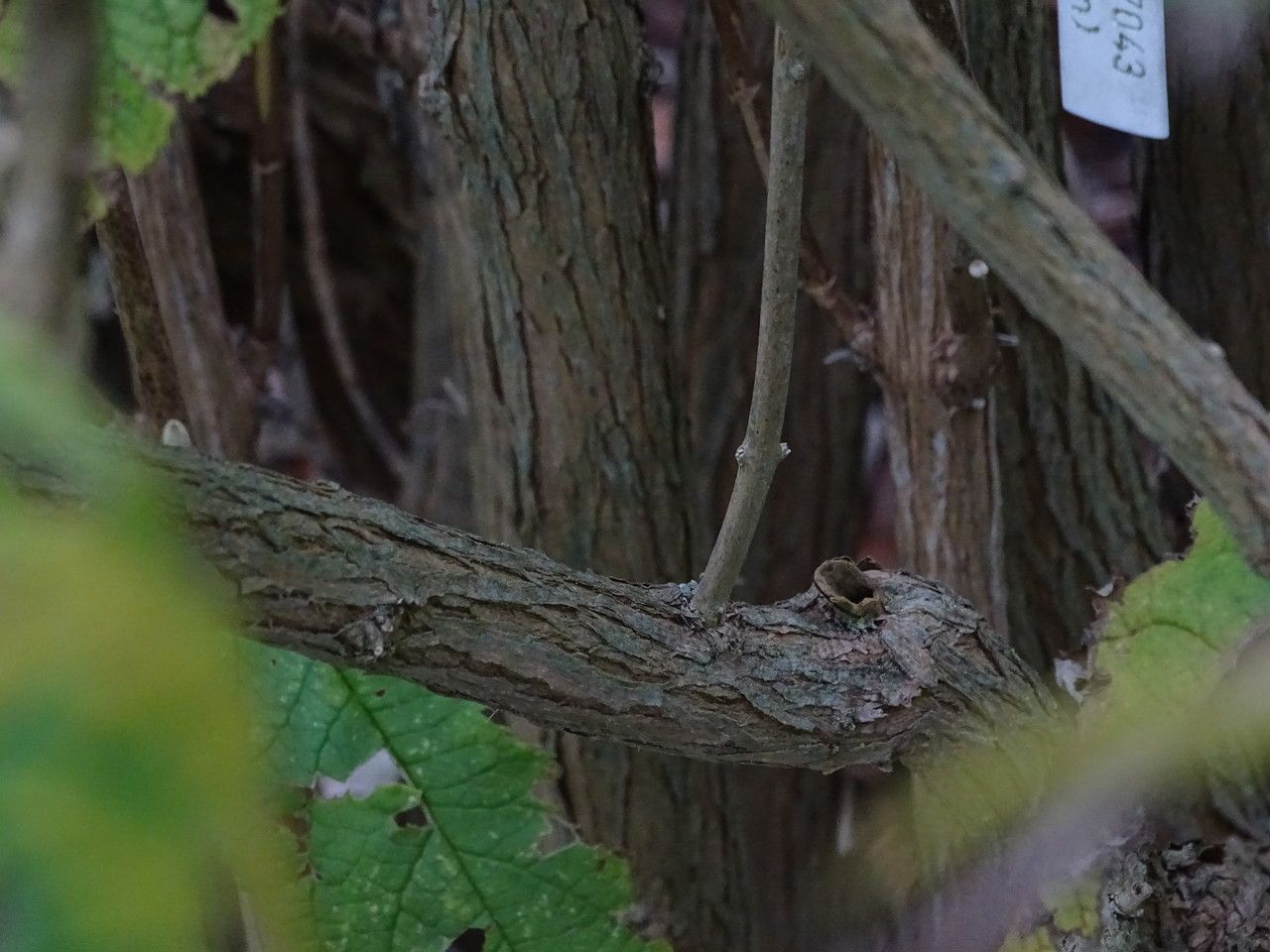 Buddleja albiflora bark