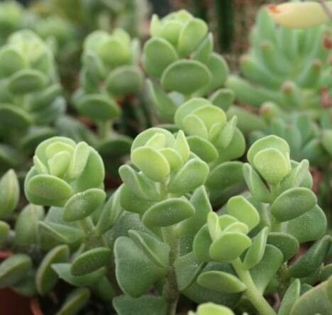 Adromischus caryophyllaceus