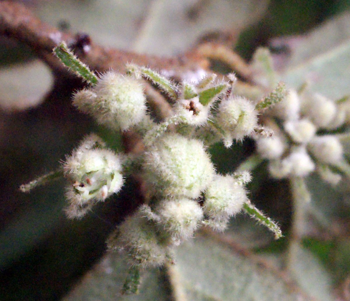 Chorilaena quercifolia flower