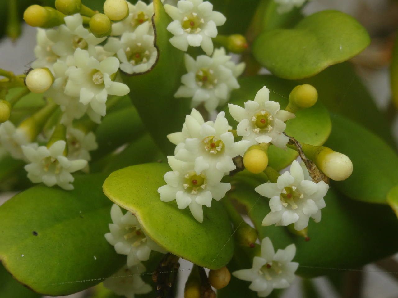 Jacquinia armillaris flower