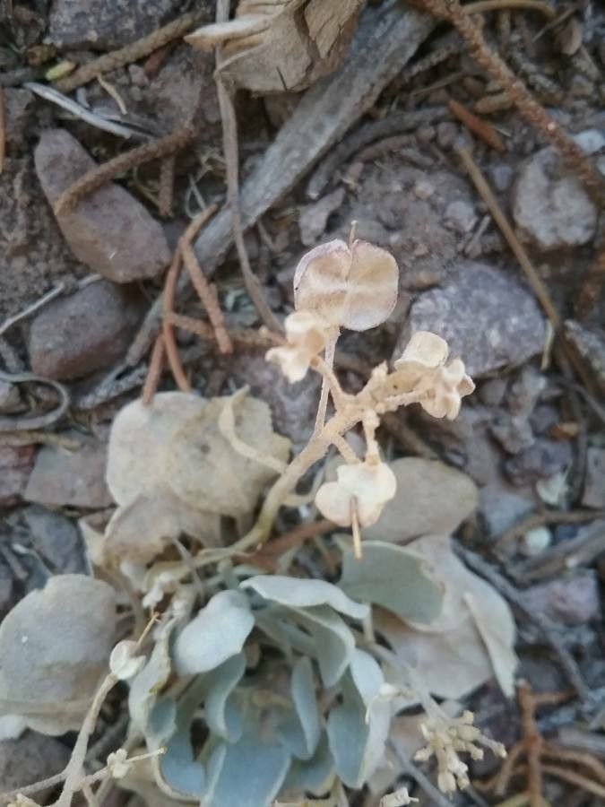 Eriogonum saxatile flower