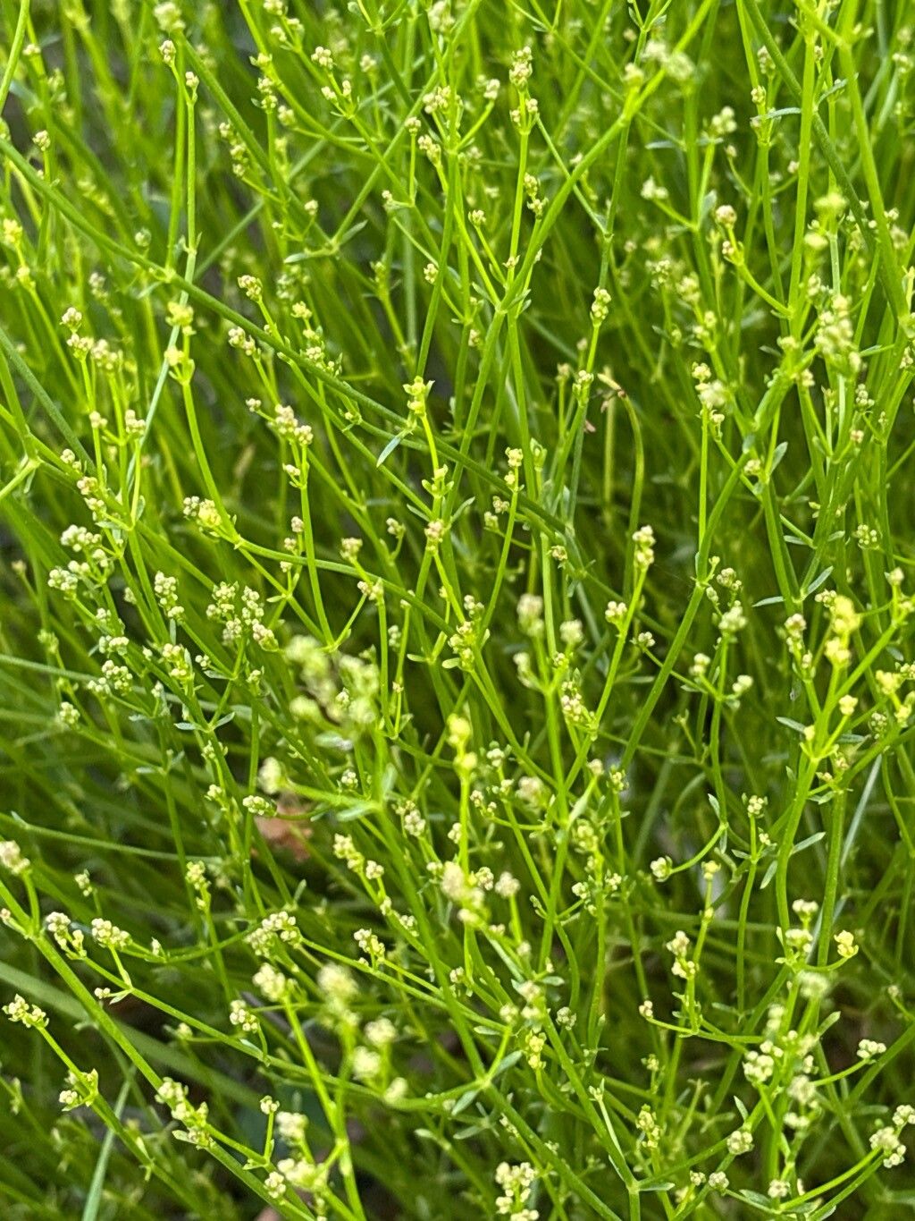 Galium ephedroides flower