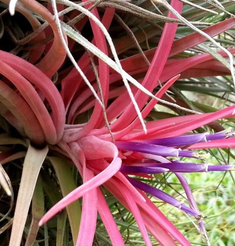 Tillandsia velutina flower