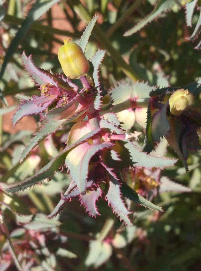 Euphorbia retusa leaf
