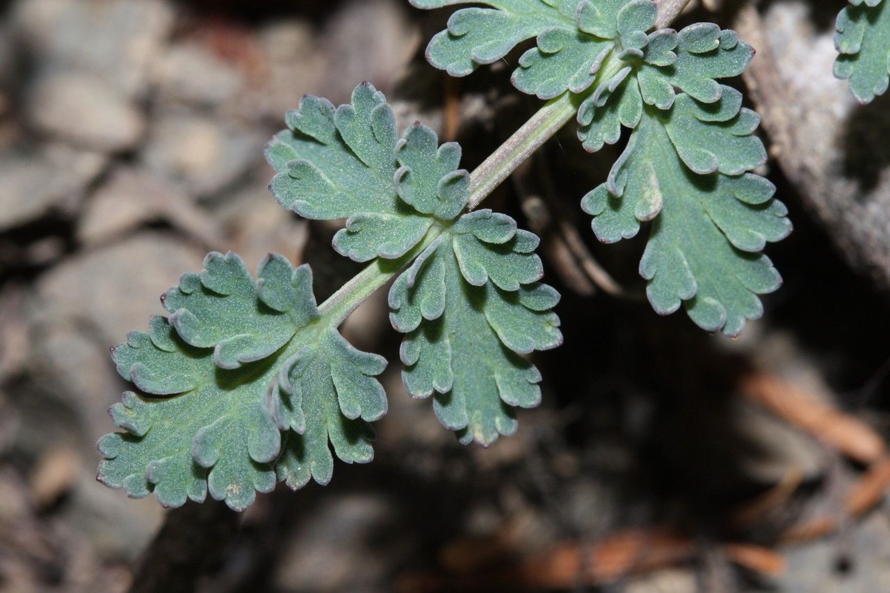 Lomatium martindalei — search result for 'West Coast of North America'