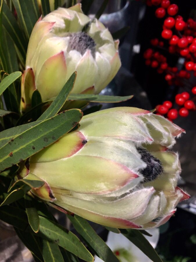 Protea caffra flower