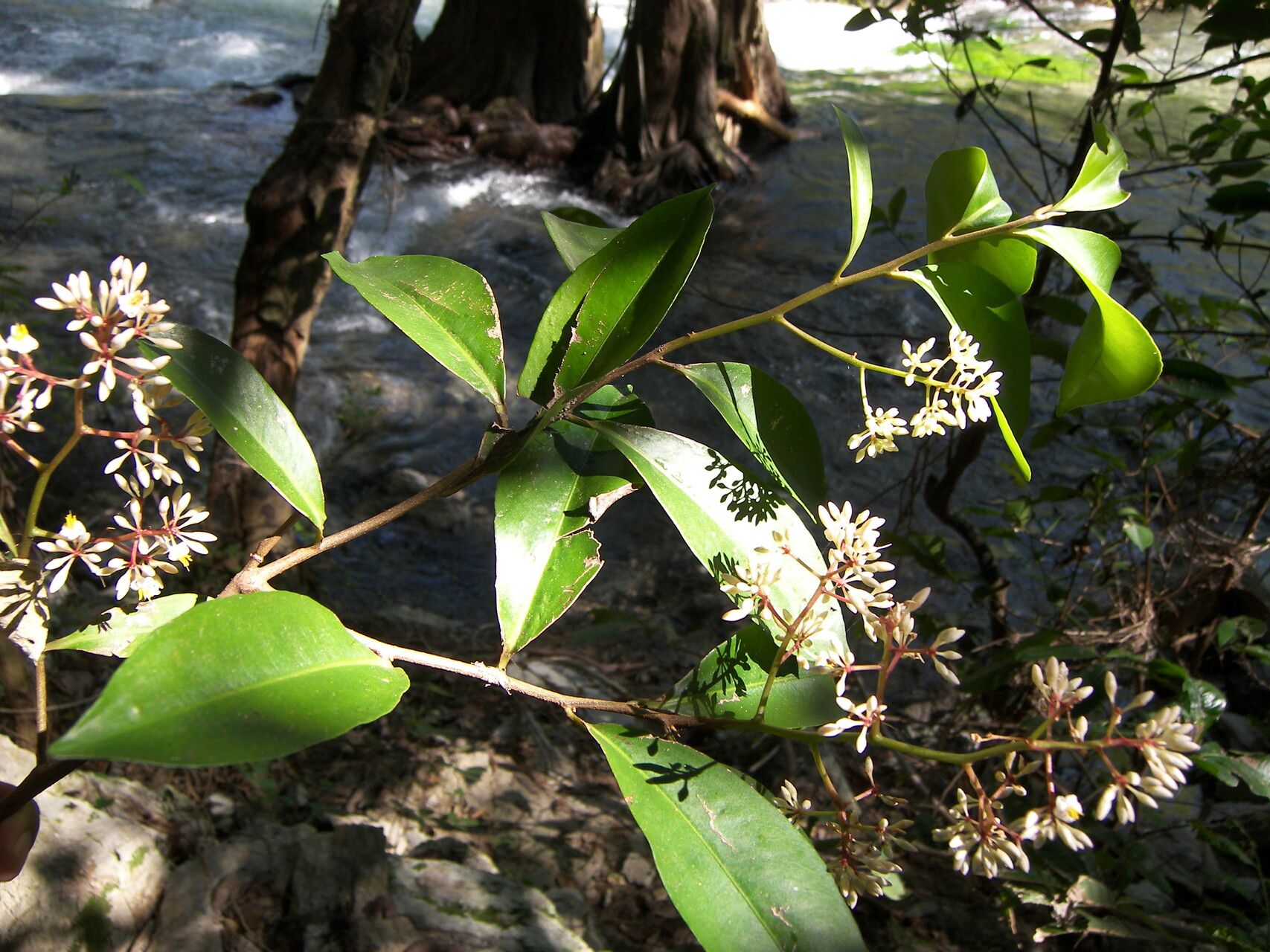 Ardisia escallonioides flower