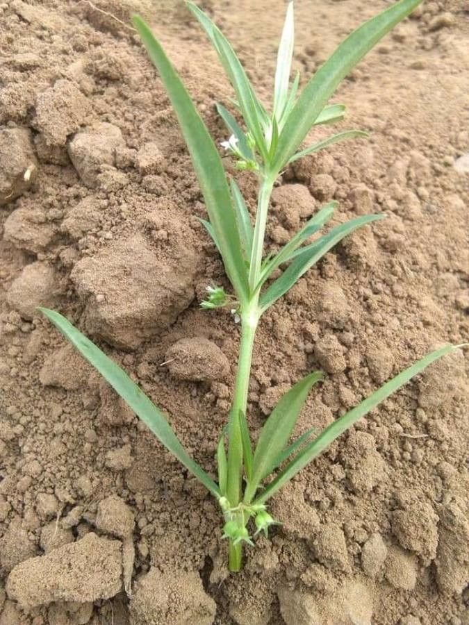 Oldenlandia corymbosa fruit