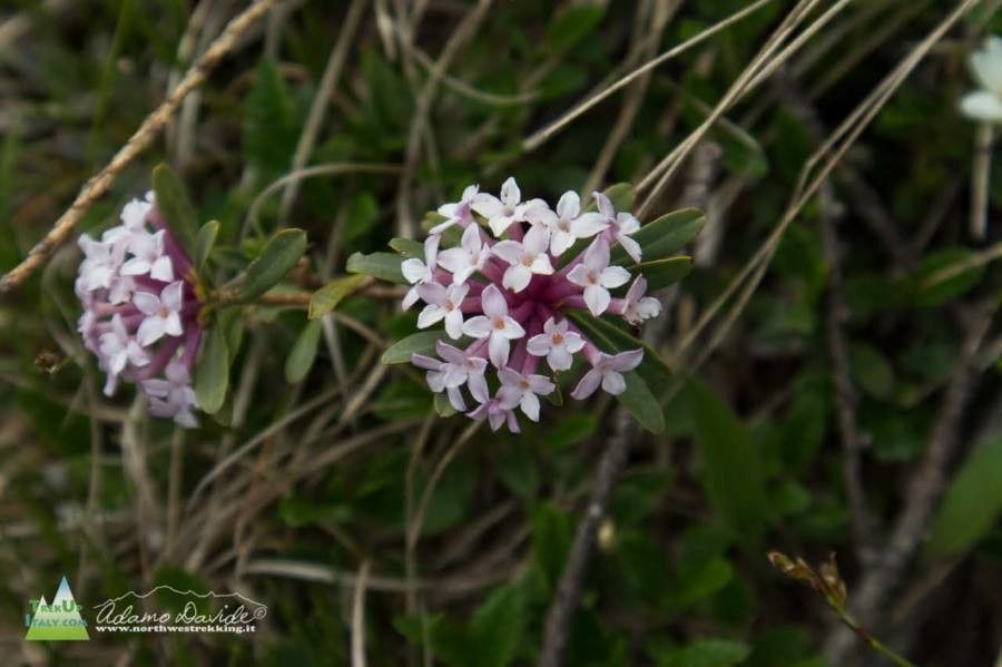 Daphne striata flower