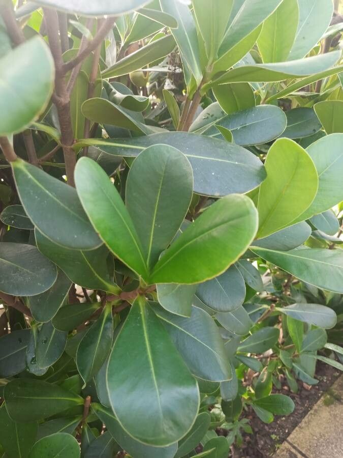 Clusia tocuchensis — search result for 'Clusia'