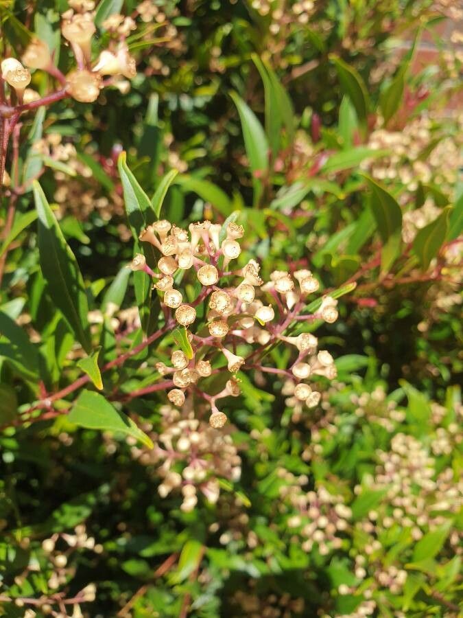 Syzygium pondoense flower