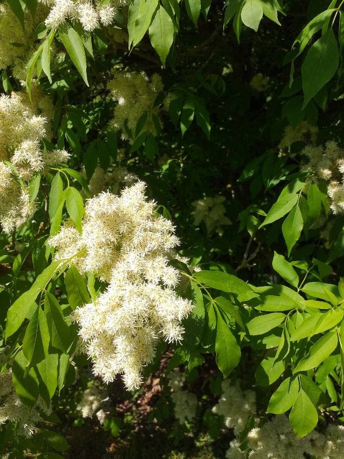 Fraxinus floribunda flower