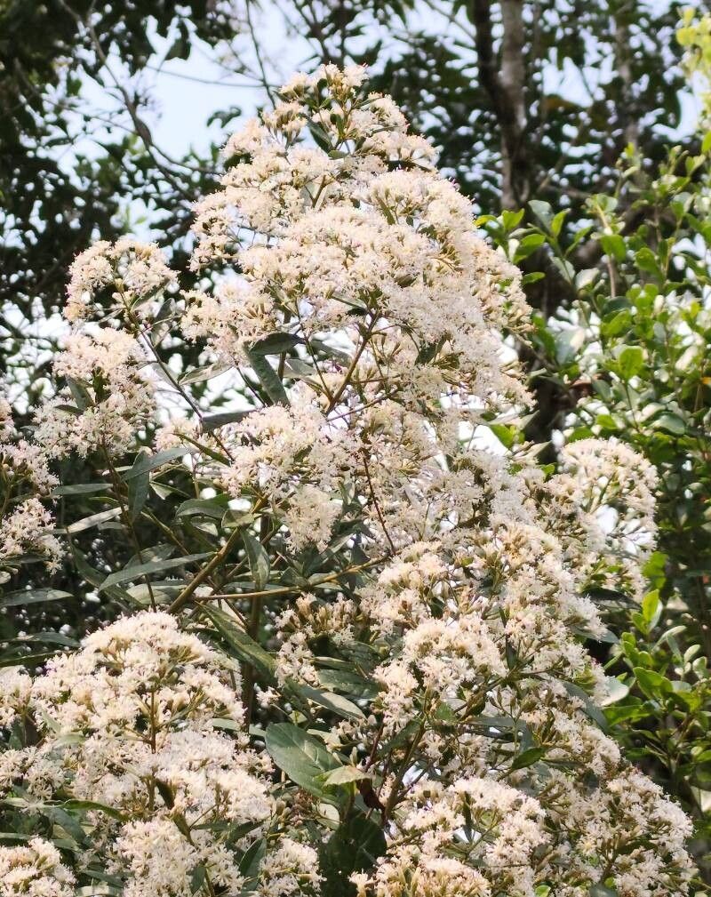 Vernonanthura puberula — houseplant care guide