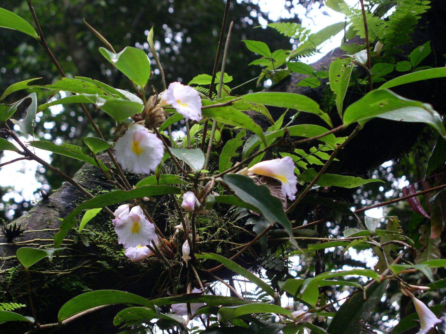 Costus lateriflorus habit