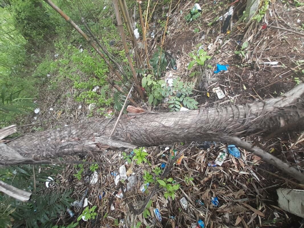 Ptychosperma elegans bark