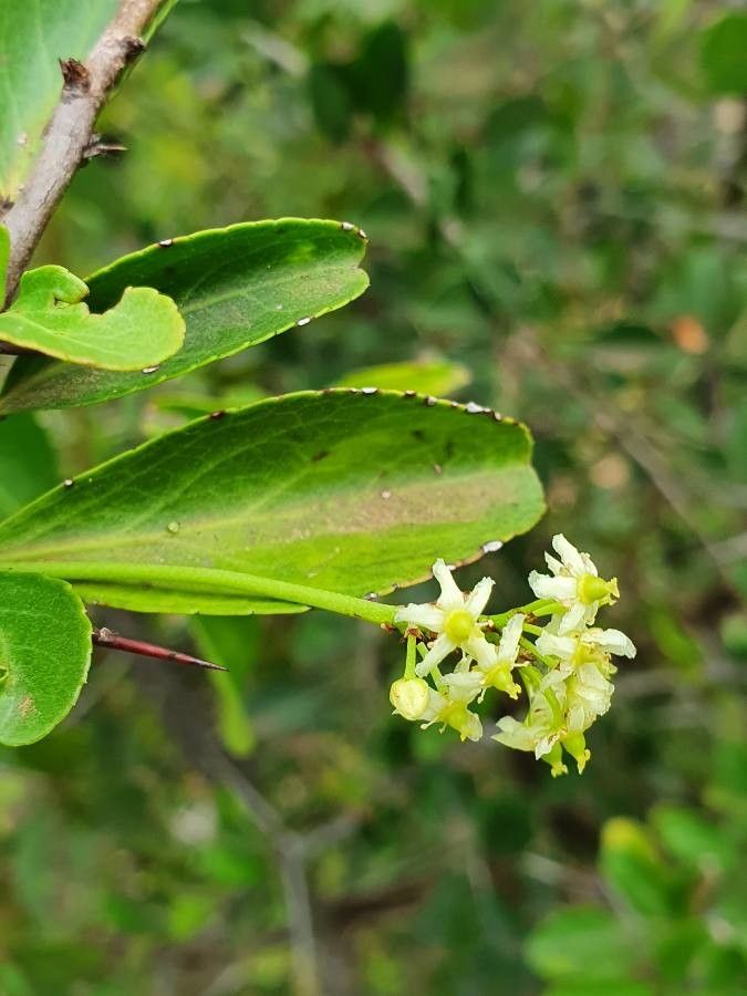 Gymnosporia heterophylla — search result for 'Namibia'