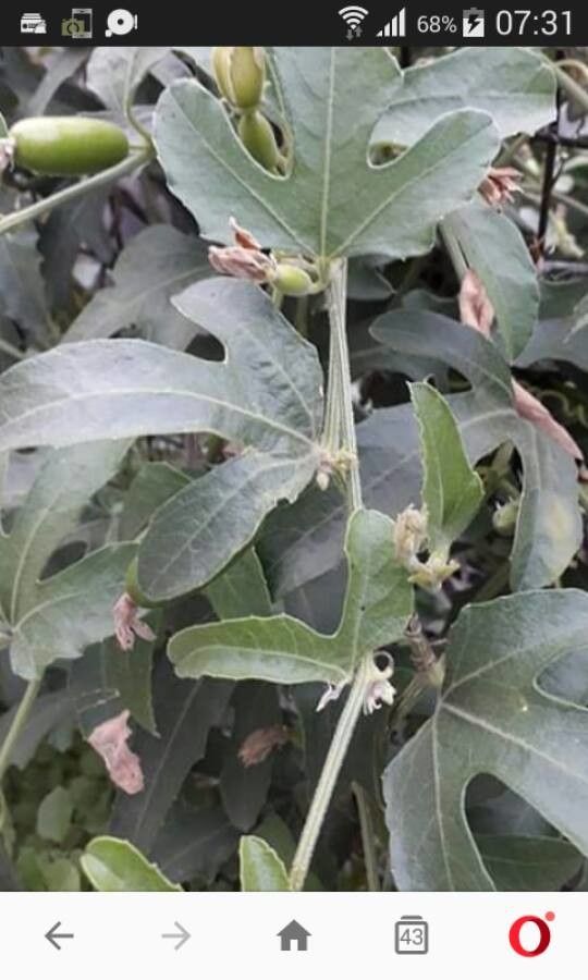 Cayaponia bonariensis — related species from the same genus