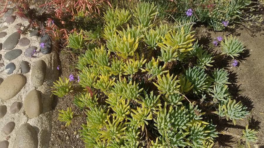 Dudleya virens flower