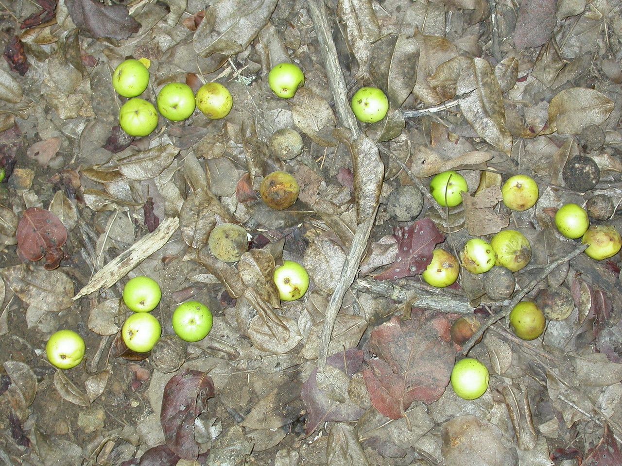 Hippomane mancinella fruit