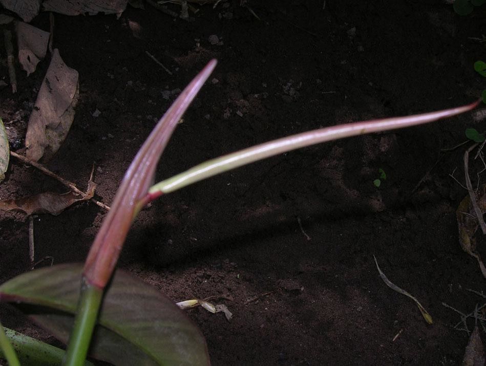 Philodendron bakeri — houseplant care guide