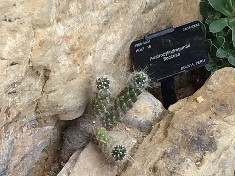 Austrocylindropuntia floccosa — related species from the same genus