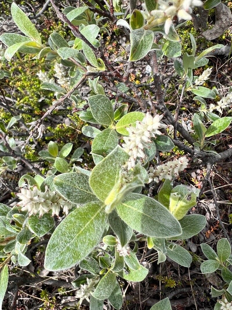 Salix glaucosericea flower