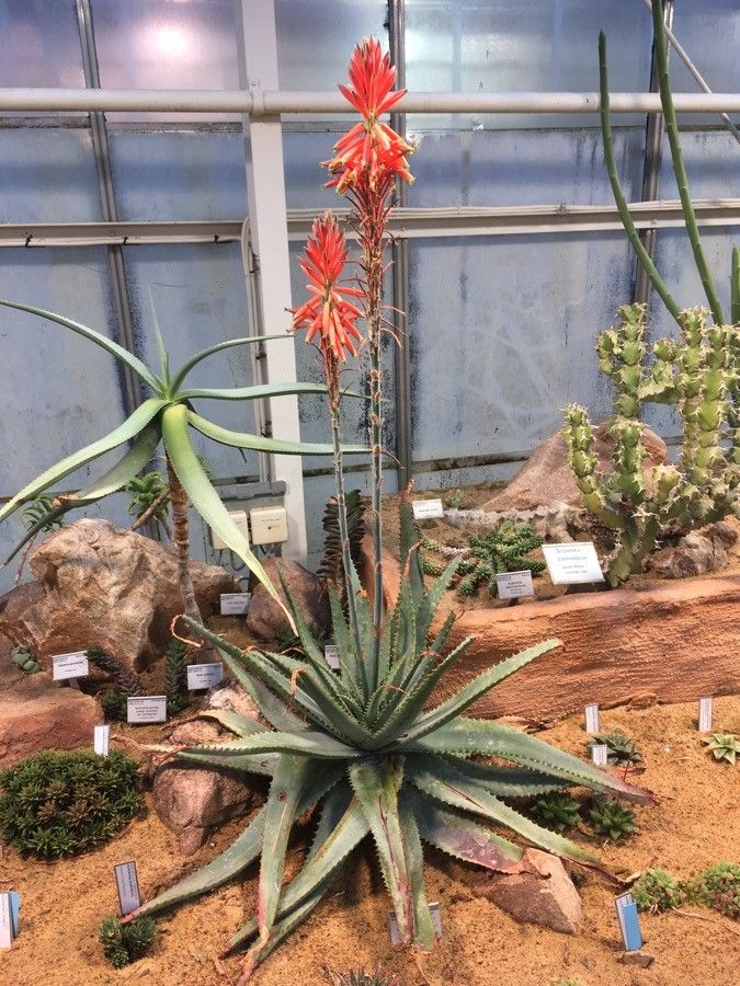Aloe suprafoliata habit