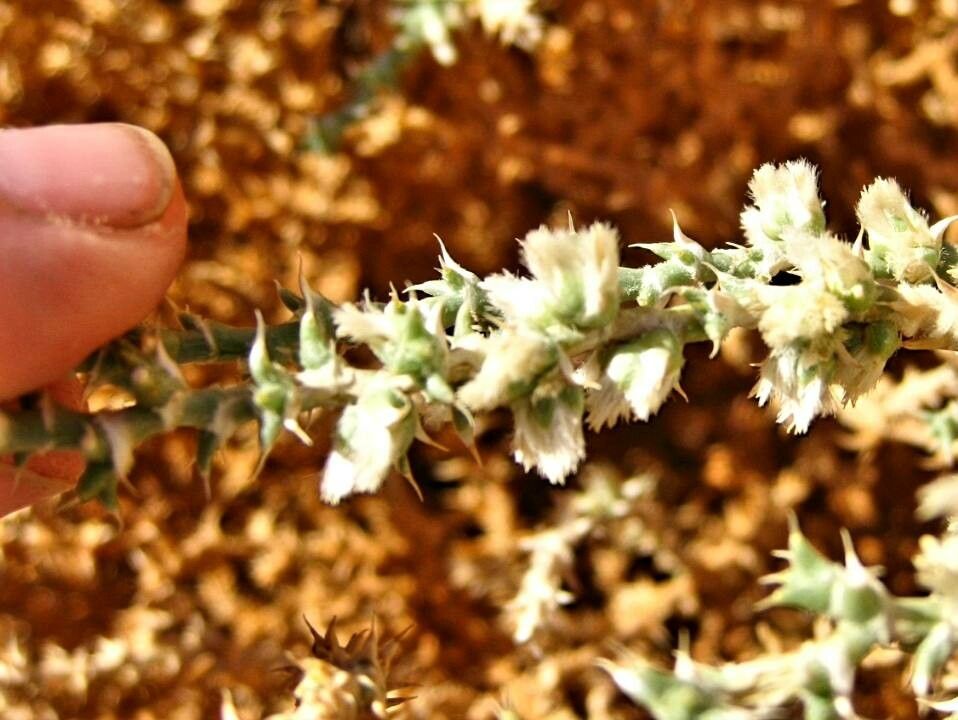 Salsola kali fruit