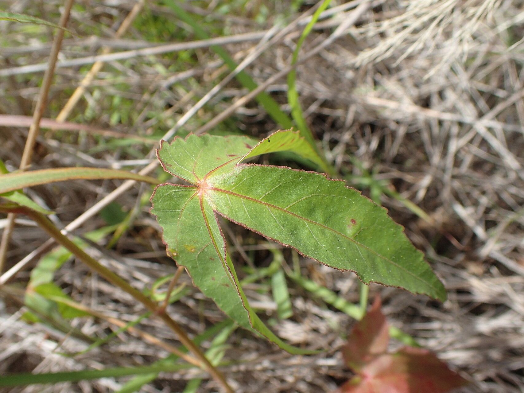 Hibiscus stenophyllus leaf