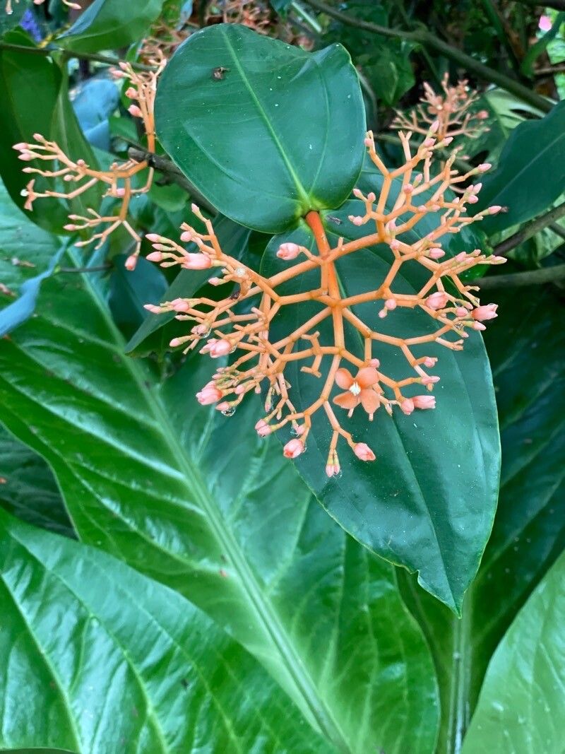 Medinilla rubicunda — search result for 'Medinilla'