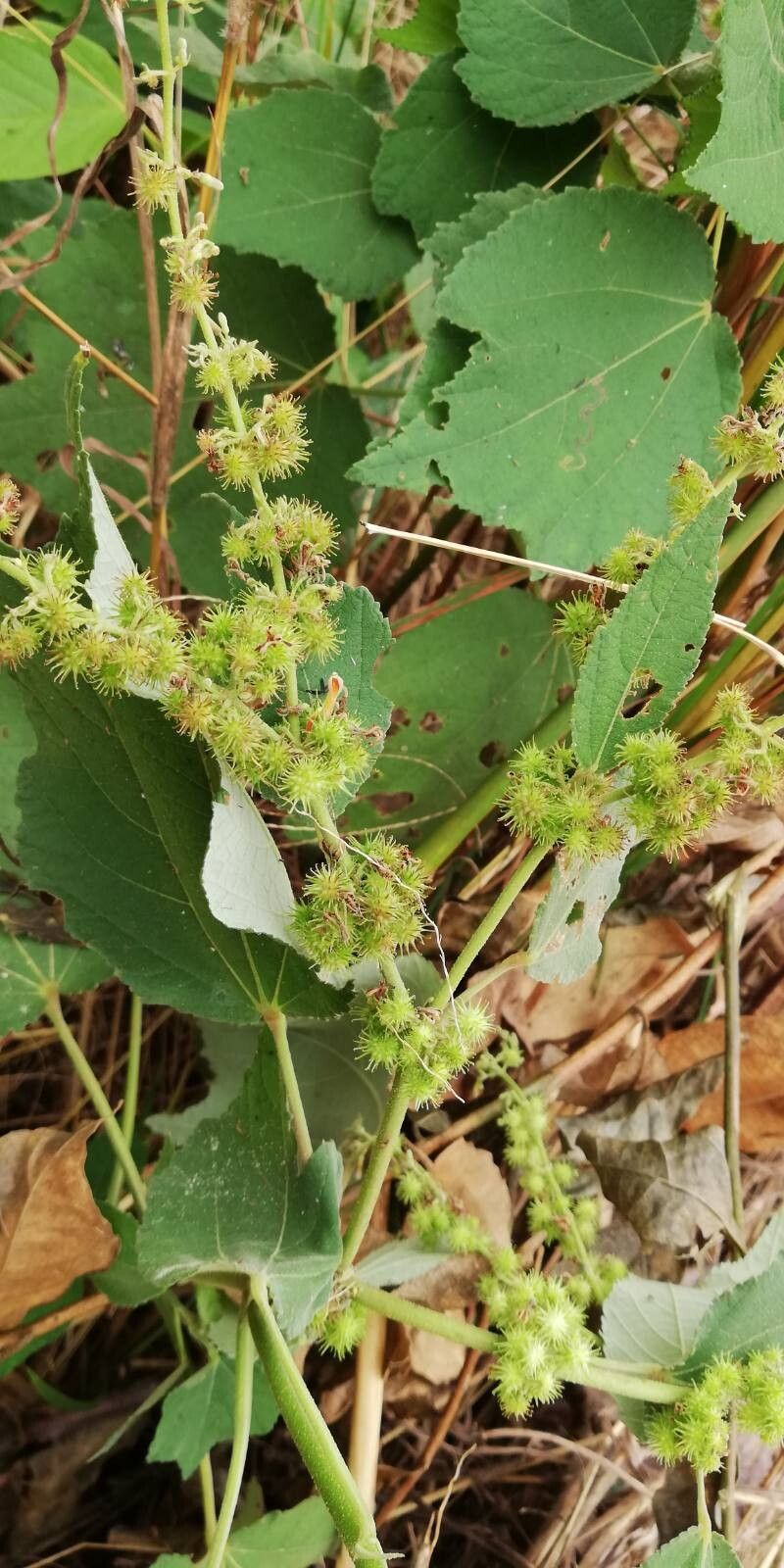 Triumfetta cordifolia fruit
