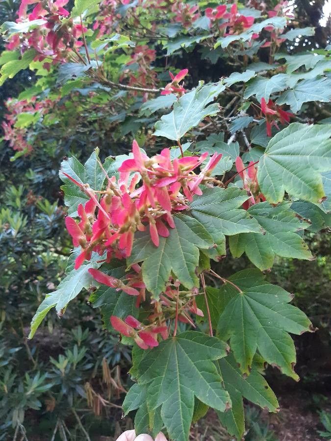 Acer erianthum fruit