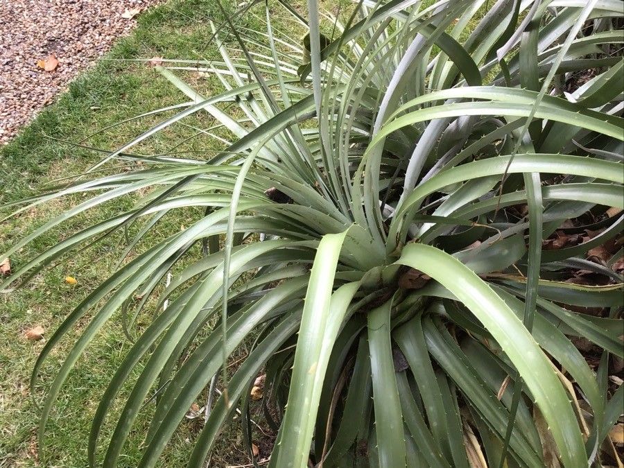 Puya berteroniana