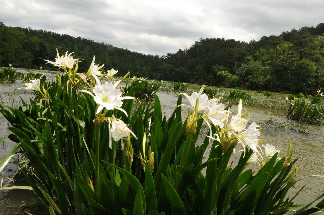 Hymenocallis coronaria habit