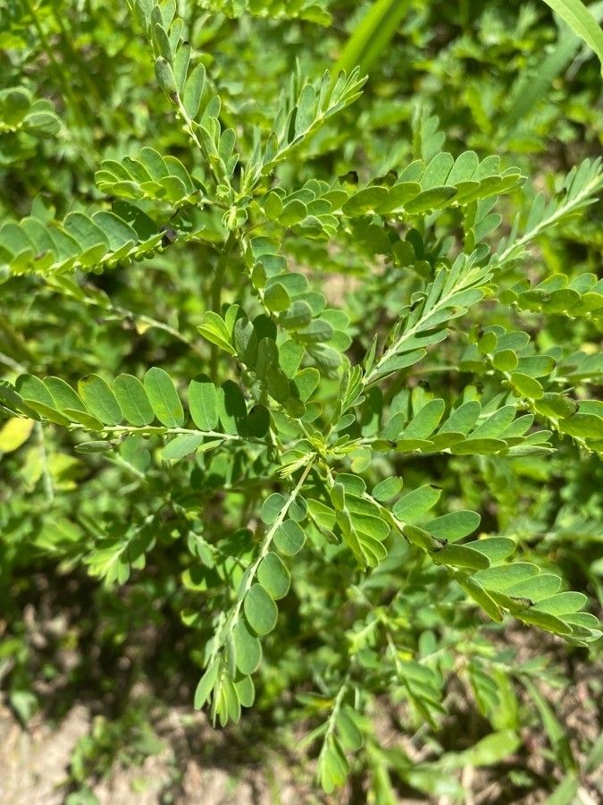 Phyllanthus niruroides — search result for 'Phyllanthus'
