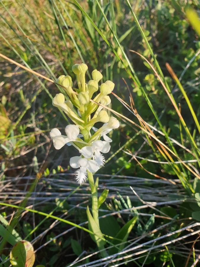 Platanthera blephariglottis flower