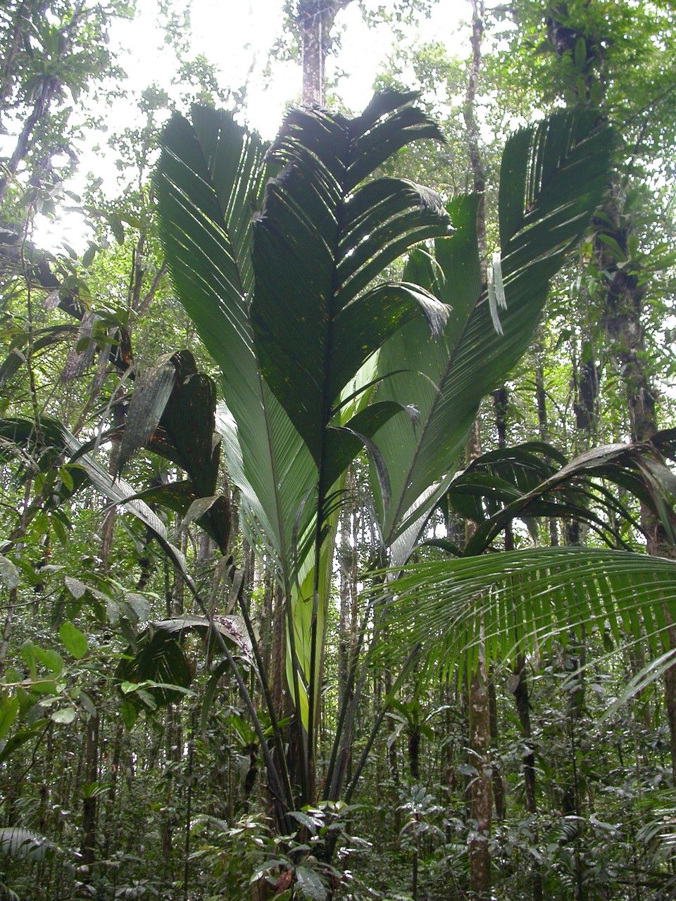 Manicaria saccifera