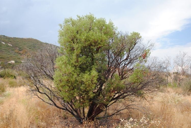 Arctostaphylos pringlei habit