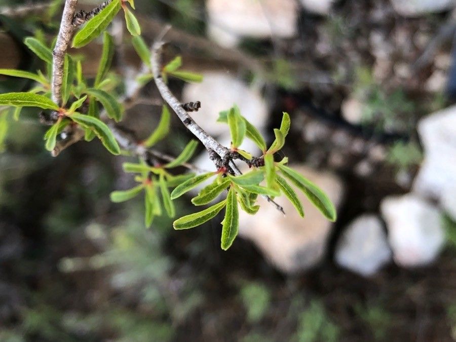 Prunus ramburii — houseplant care guide