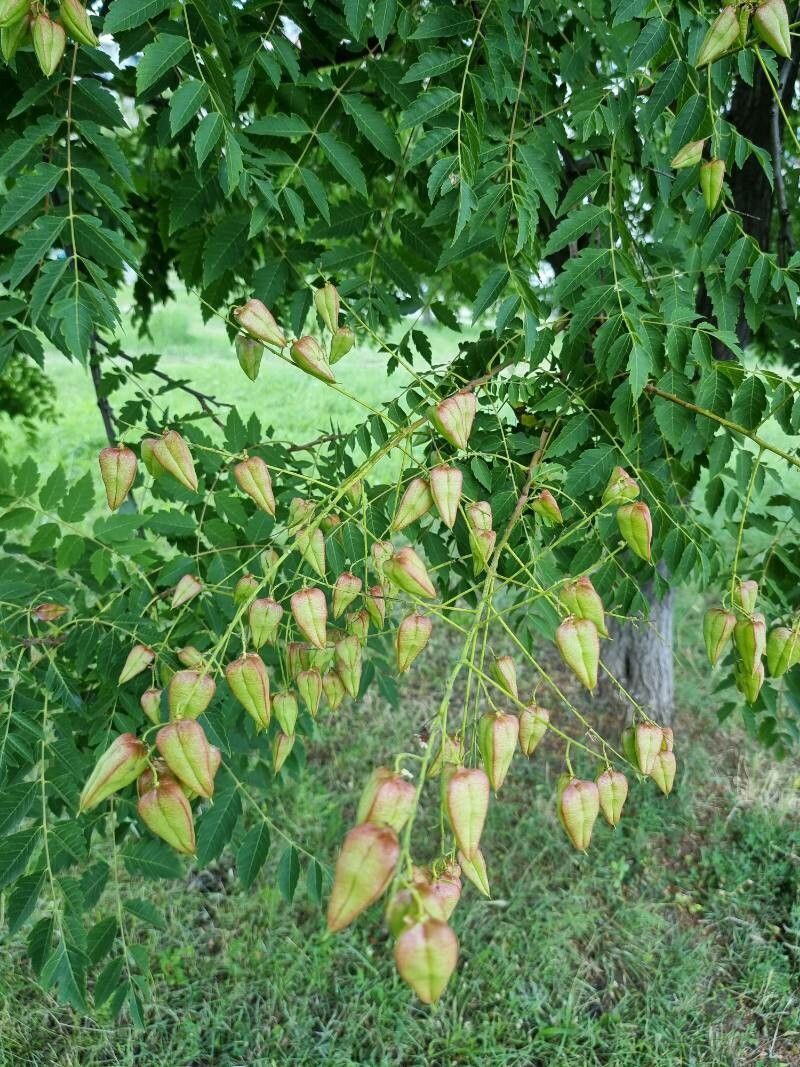 Koelreuteria elegans flower