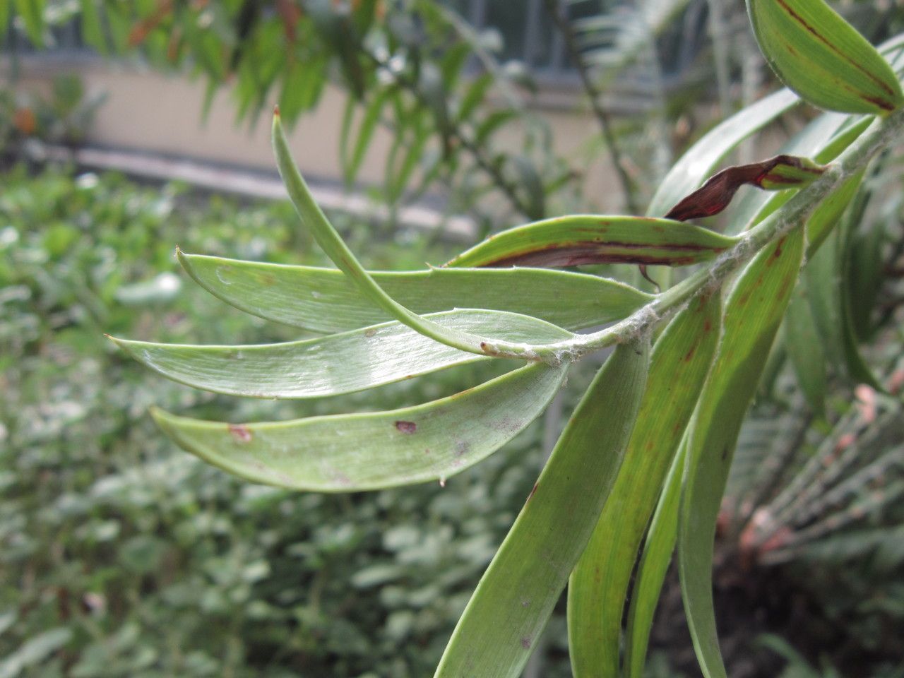 Encephalartos aemulans leaf
