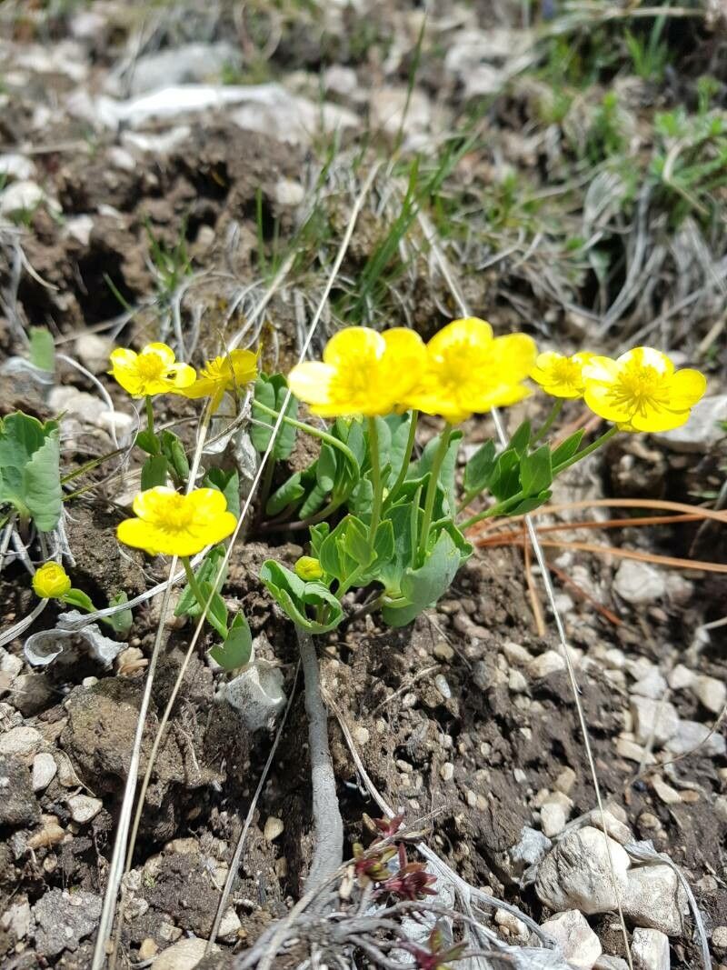 Ranunculus hybridus leaf