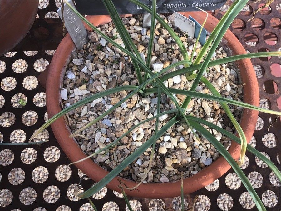 Ornithogalum pyrenaicum — search result for 'Asparagus'