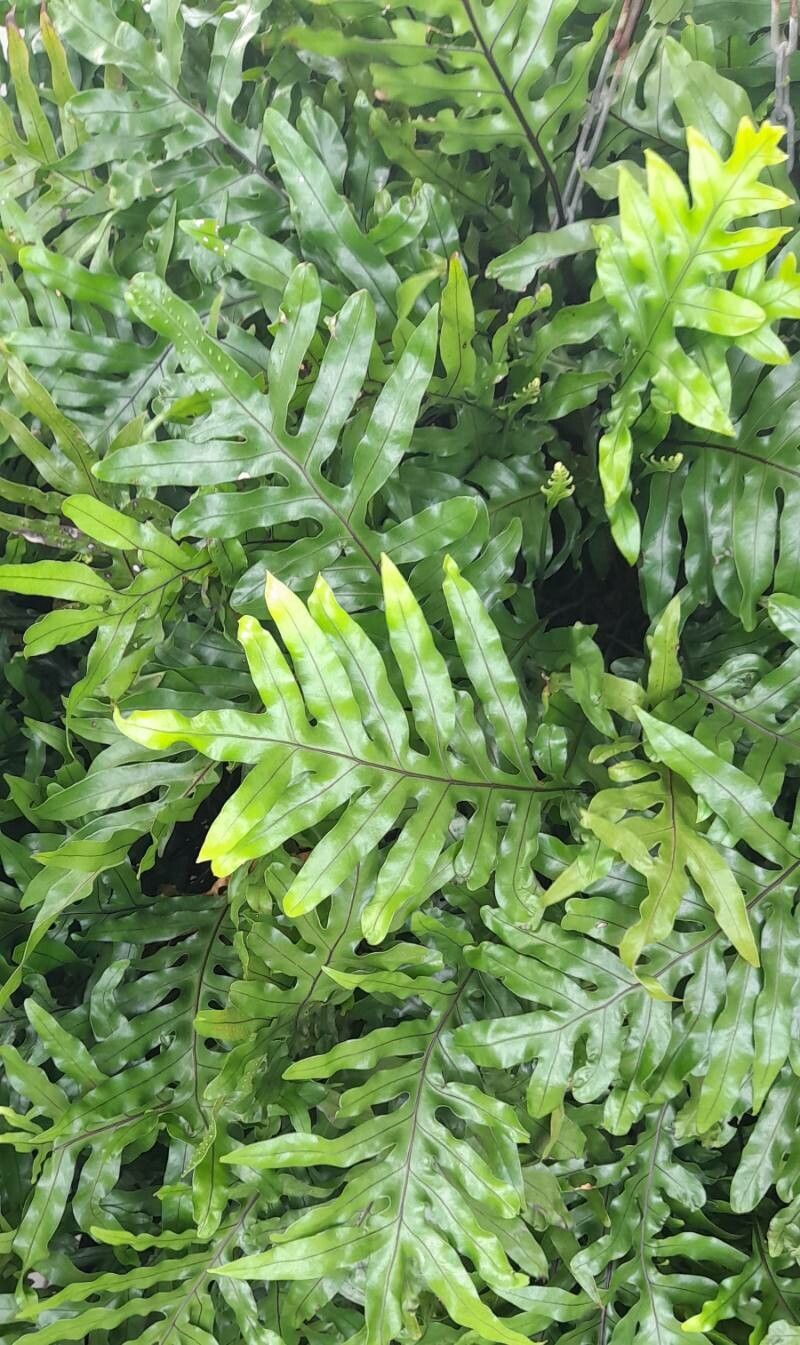 Phymatosorus grossus habit