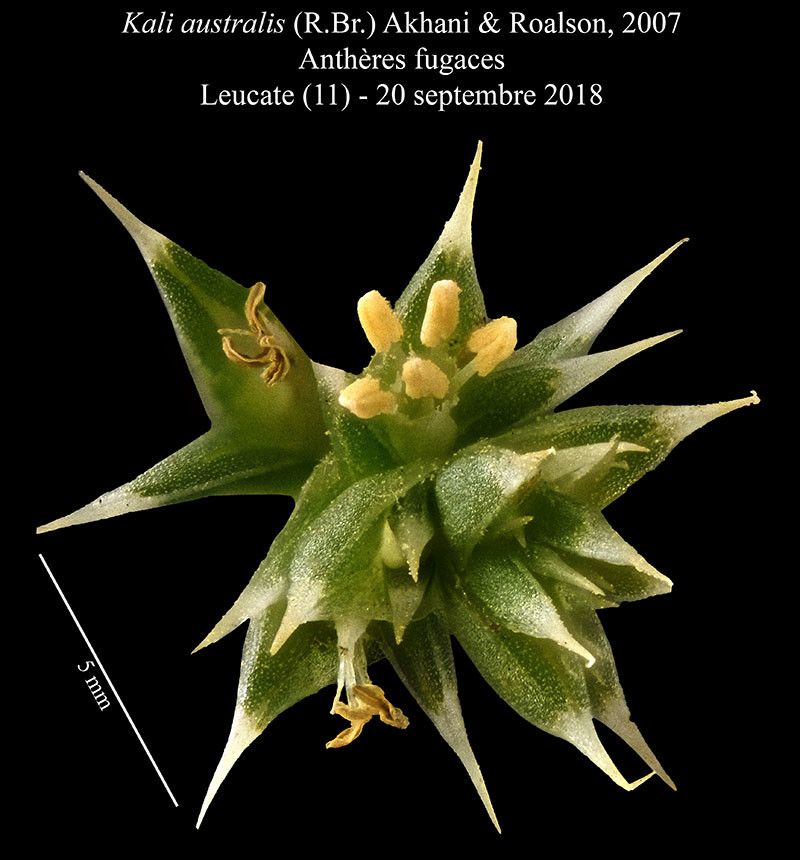 Salsola australis flower