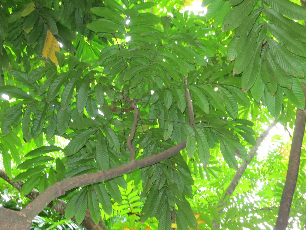 Pometia pinnata — search result for 'Sapindaceae'