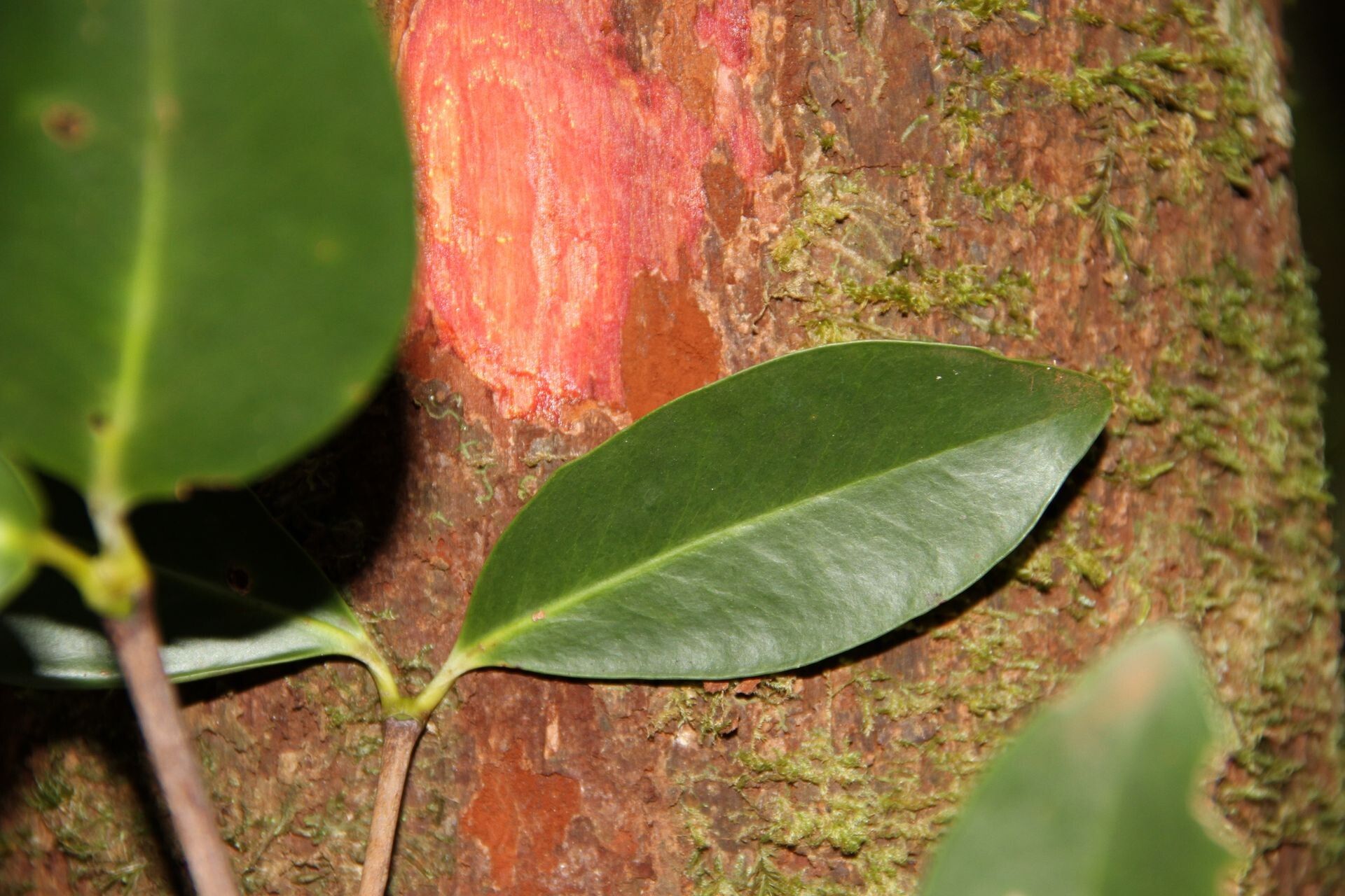 Garcinia corallina leaf