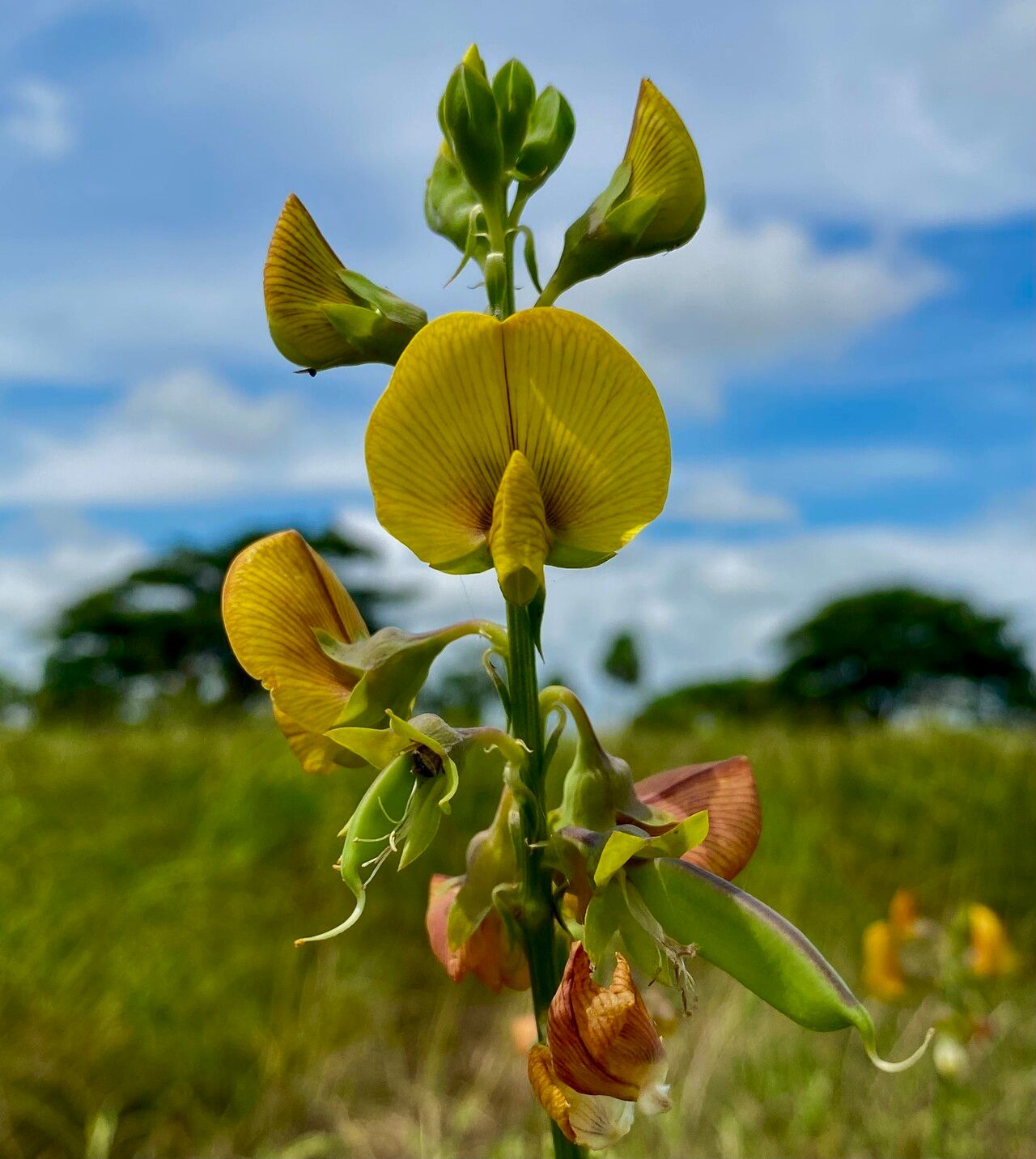 Crotalaria quinquefolia flower